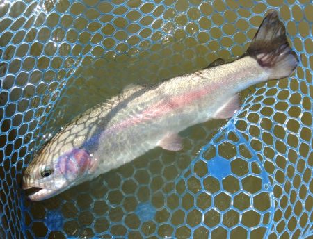 備えあれば患いなし ～岡崎トラウトポンド～